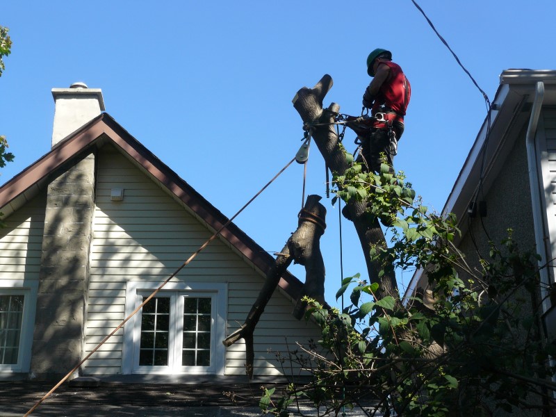 Tree removal in Ottawa