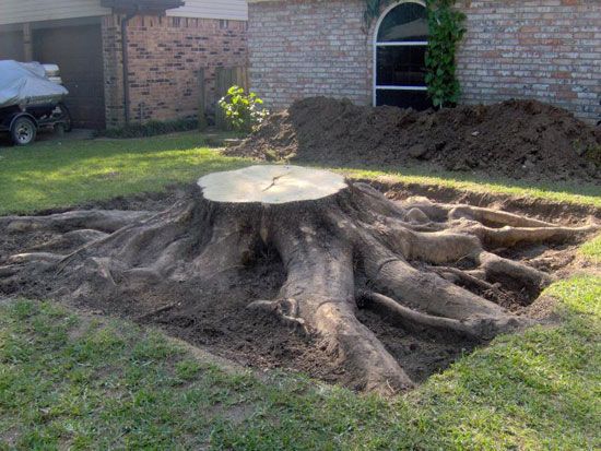 Stump grinding in Ottawa