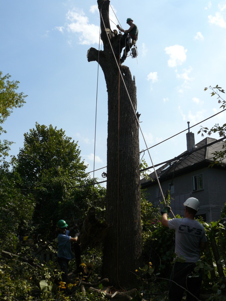 Crowe Tree Service inc photo 7