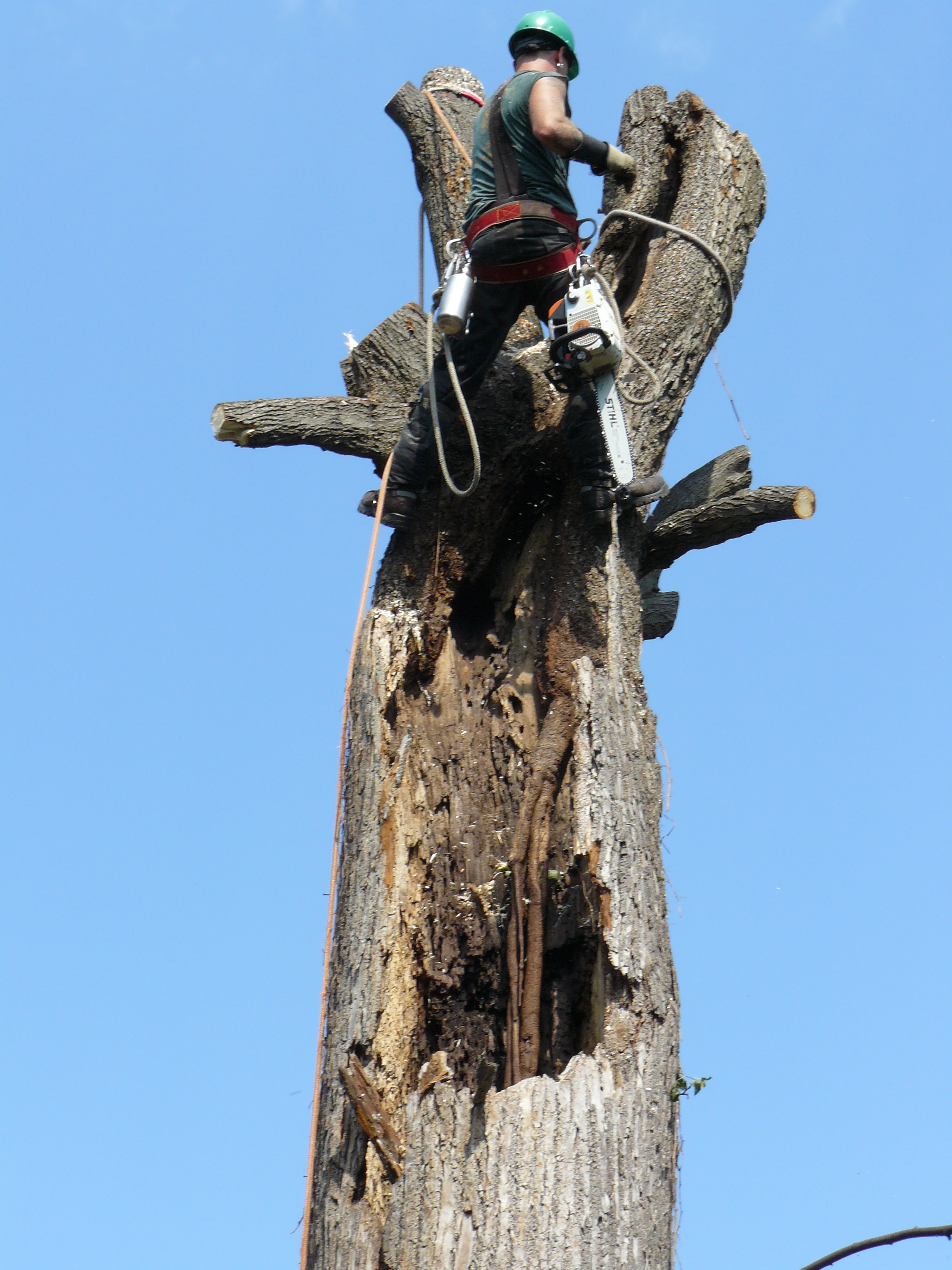 Services - Crowe Tree Service Inc.